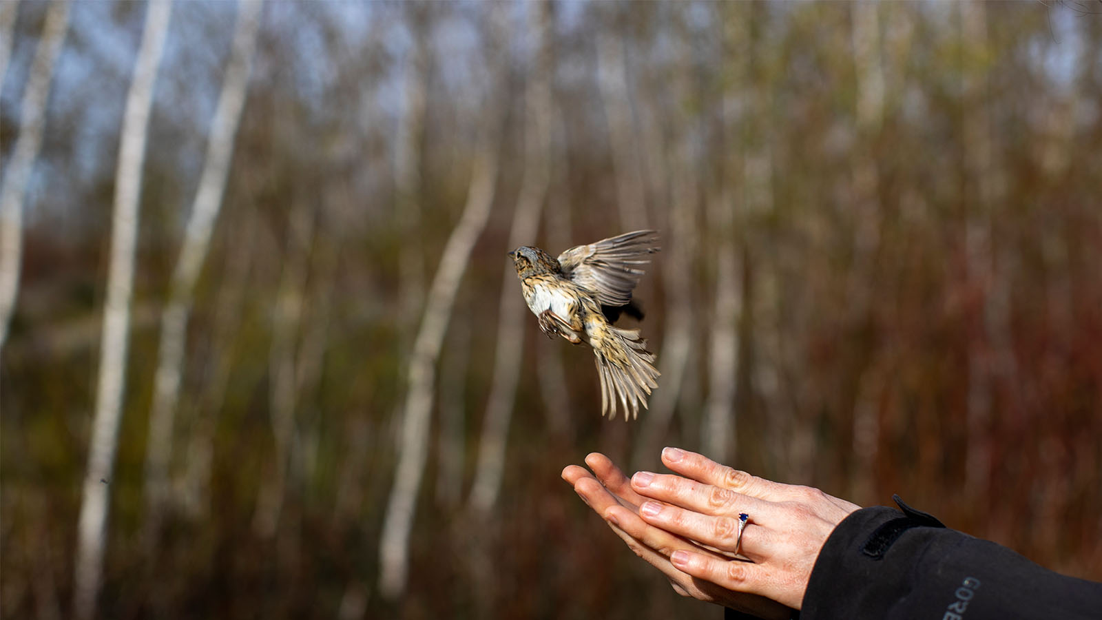 How a Downtown Landfill Became an Accidental Bird Sanctuary | The