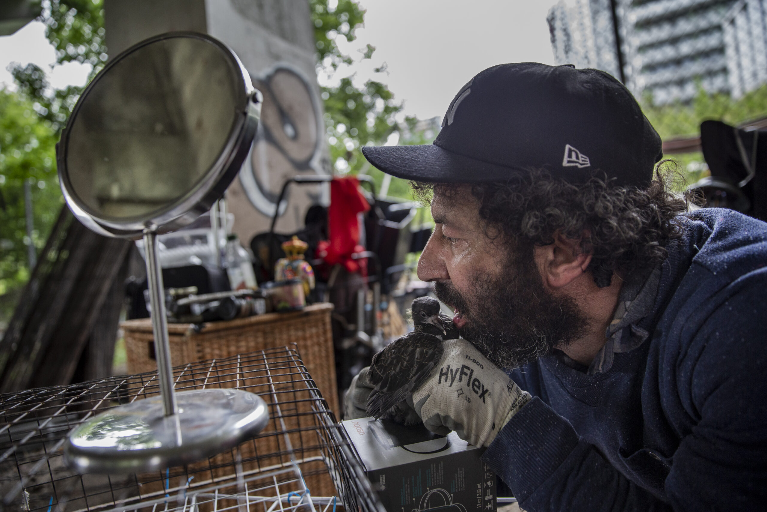 Davit Sesisheili feeds a baby pigeon with his mouth, from his home under the Bathurst Street bridge in the summer of 2021. 