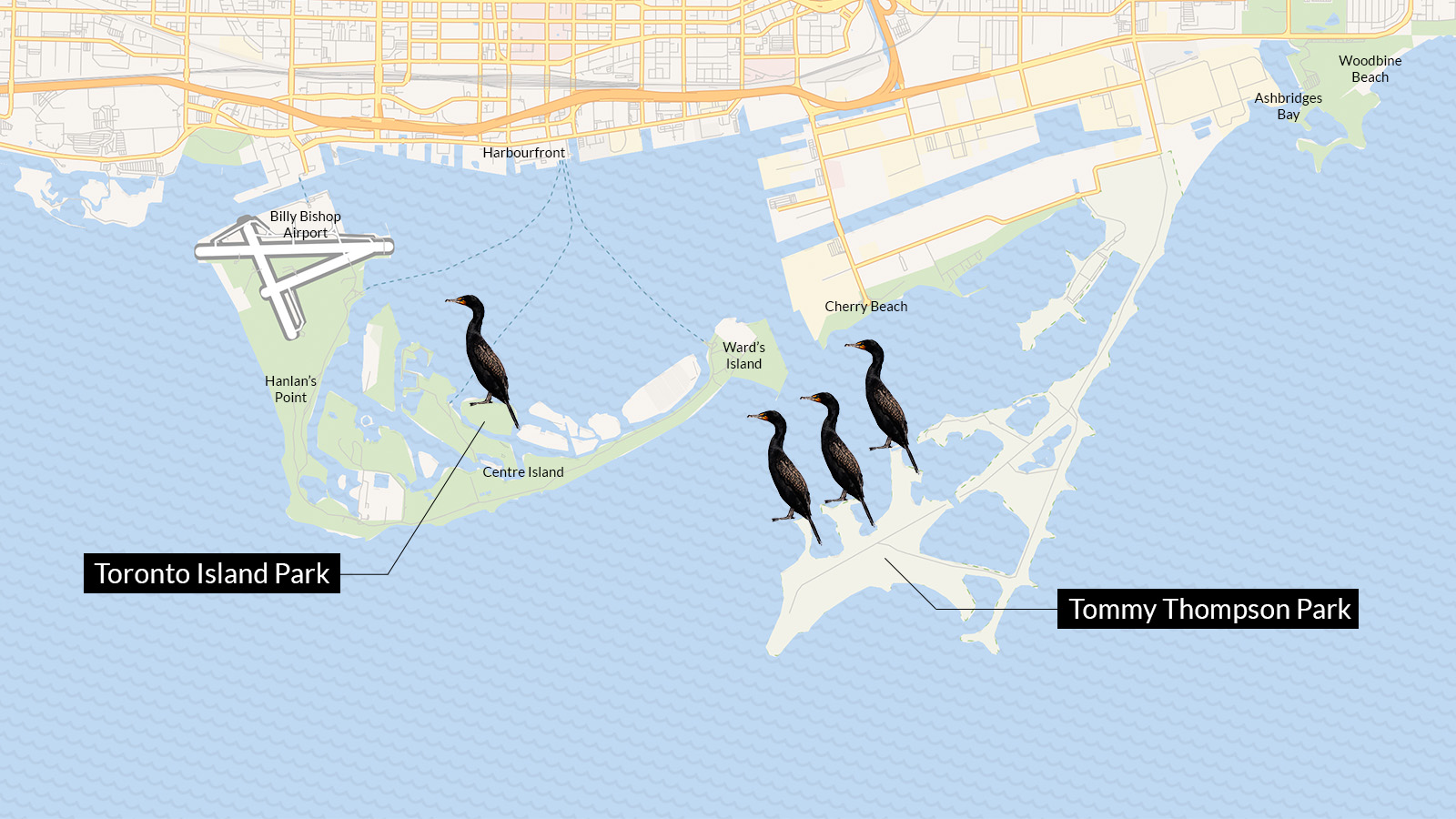 In recent years, cormorants have spread from the sanctuary area in Tommy Thompson Park to parts of the Toronto Islands, worrying residents.