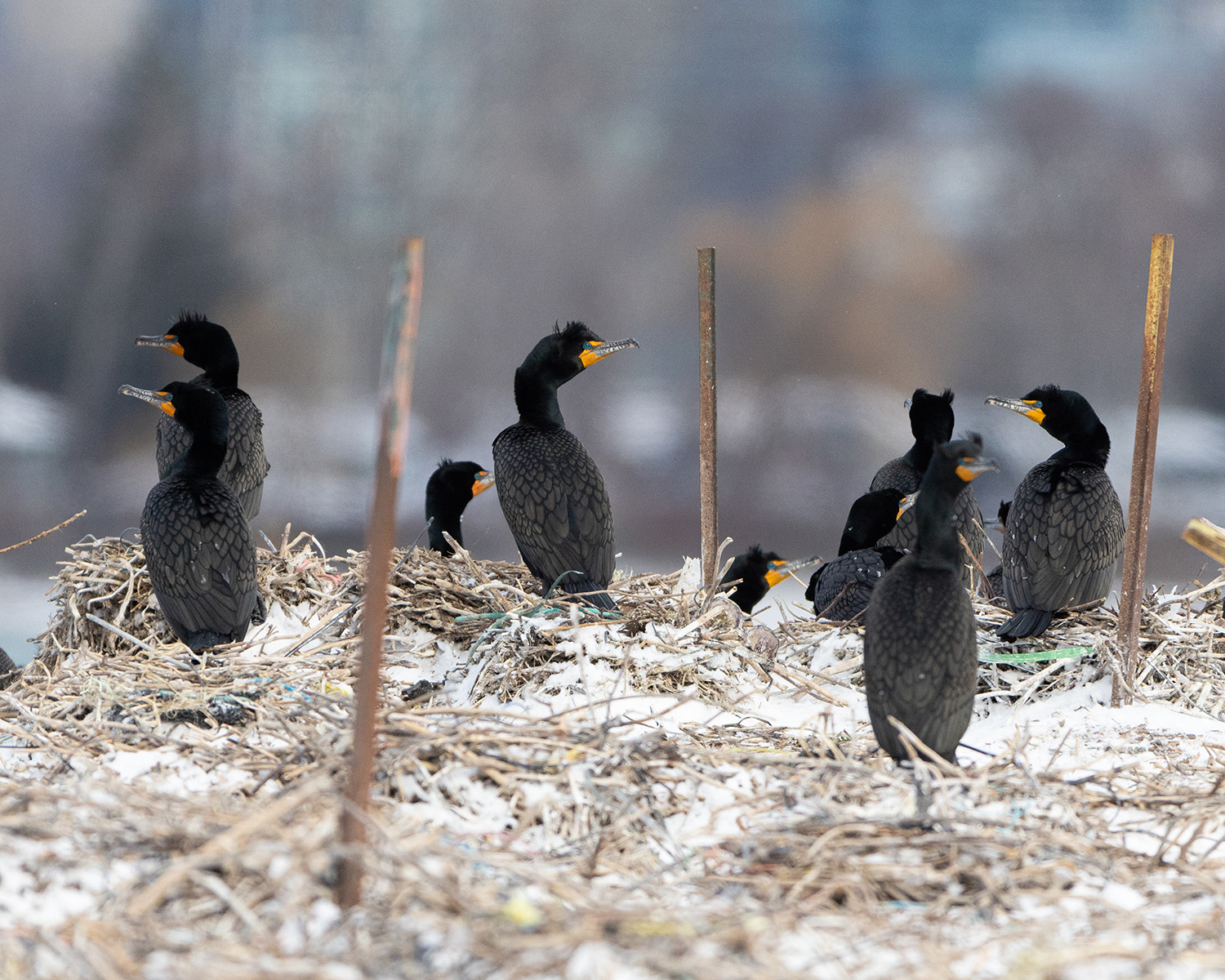 The sanctuary at Tommy Thompson Park has the exact right conditions for a large colony of cormorants.