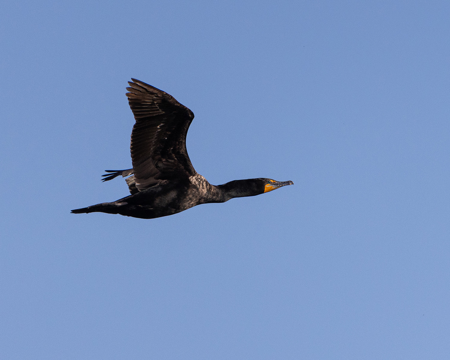 With its streamlined body, the cormorant is an incredibly effective fisher—putting it into conflict with anglers who see the birds as competition.