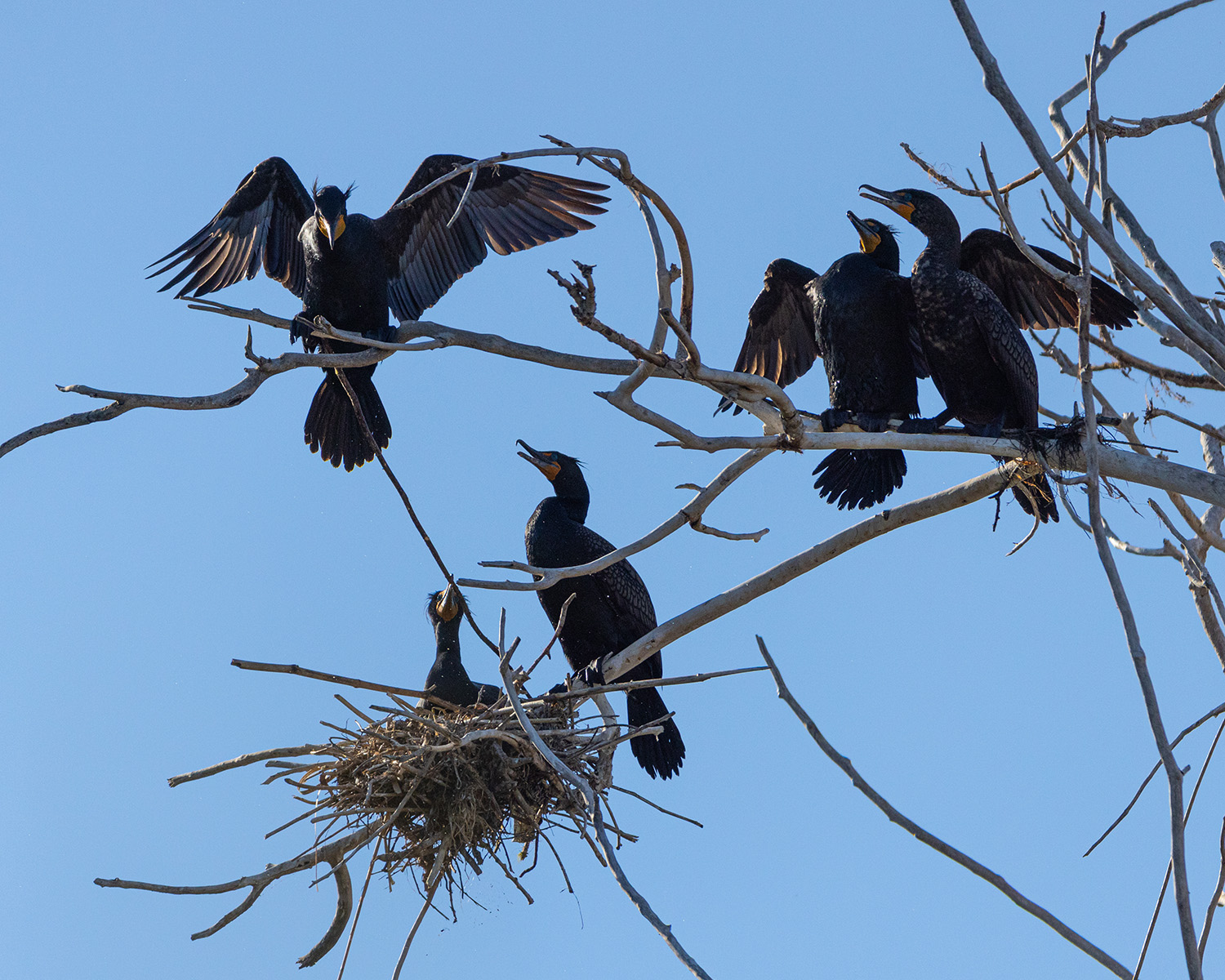 At Tommy Thompson Park, a protected sanctuary on Toronto’s waterfront, cormorants have built the largest colony in North America.