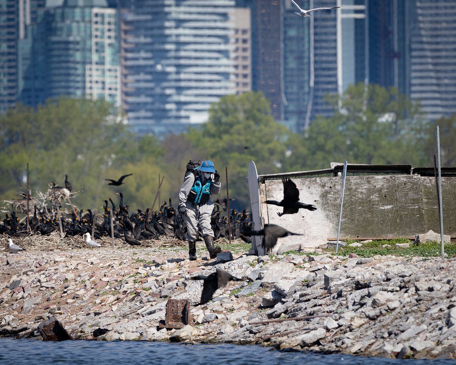 Gail Fraser, a professor at York University, carefully makes her way to a blind in the cormorant nesting area in Tommy Thompson Park.