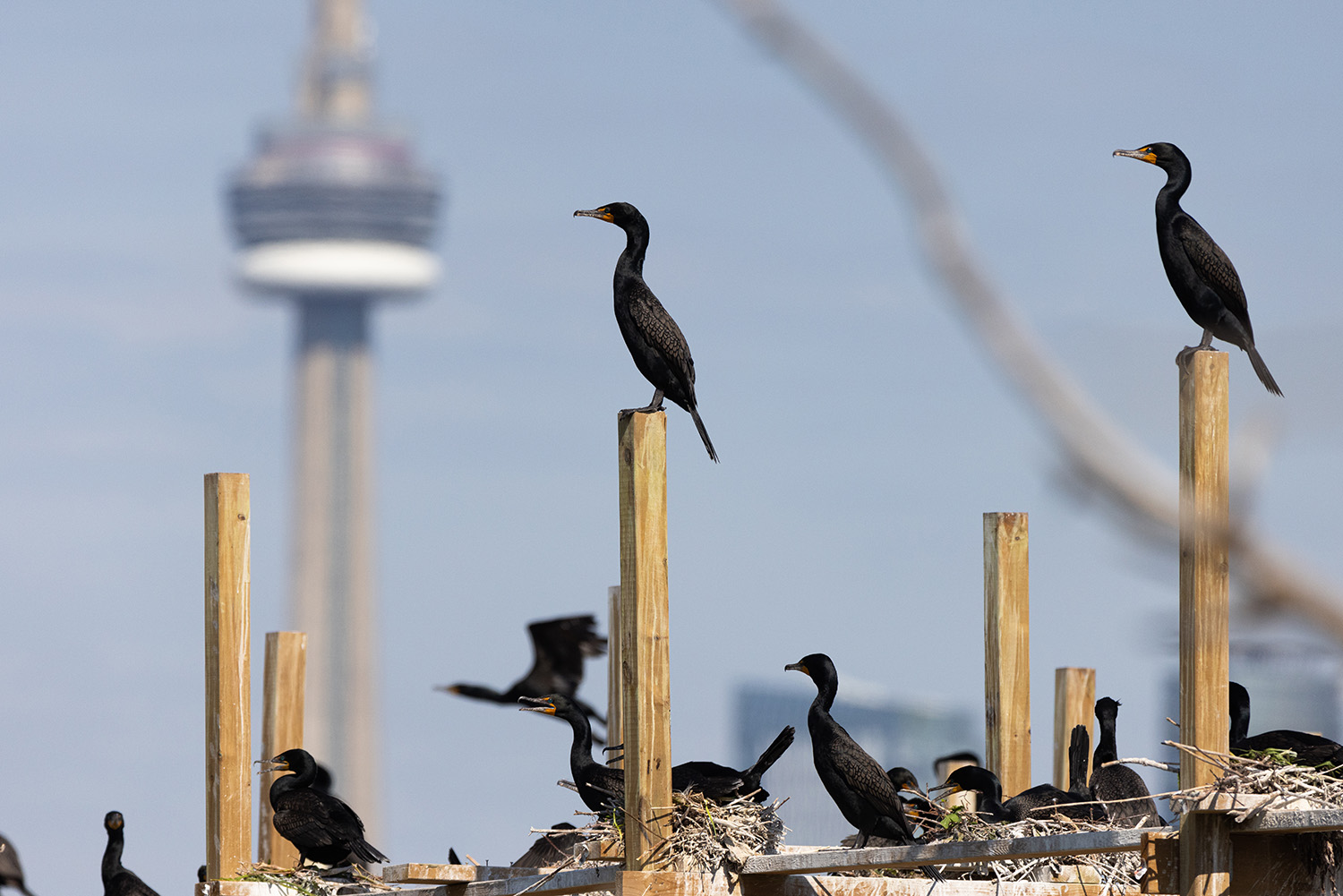 Cormorants rest on a nesting structure built by the Toronto and Region Conservation Authority at Tommy Thompson Park.