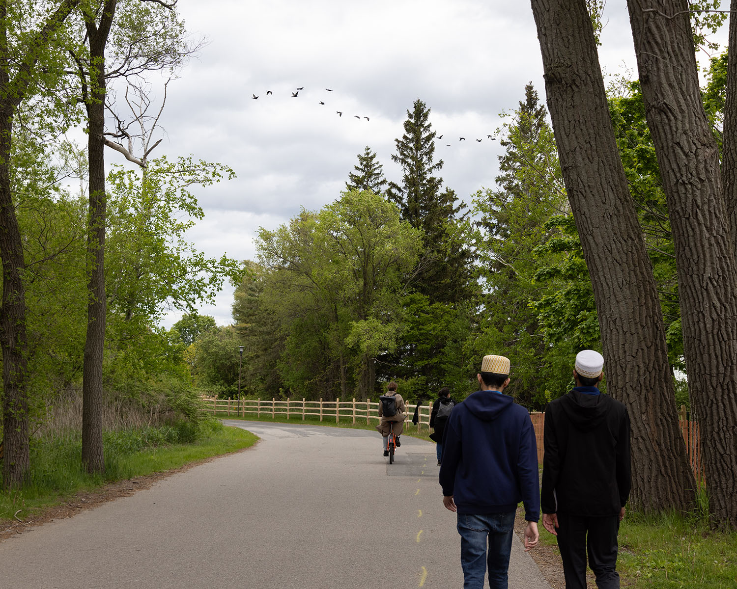 Cormorants pass overhead on the Toronto Islands.