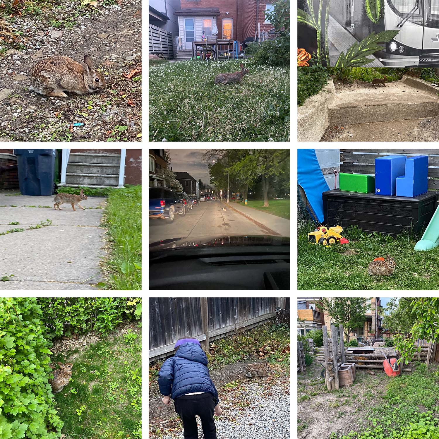 As the weeks wore on, the author’s photo library became a grid of unending bunny shots—dozens of identical lagomorph faces, the same inscrutable look in each set of gleaming eyes.