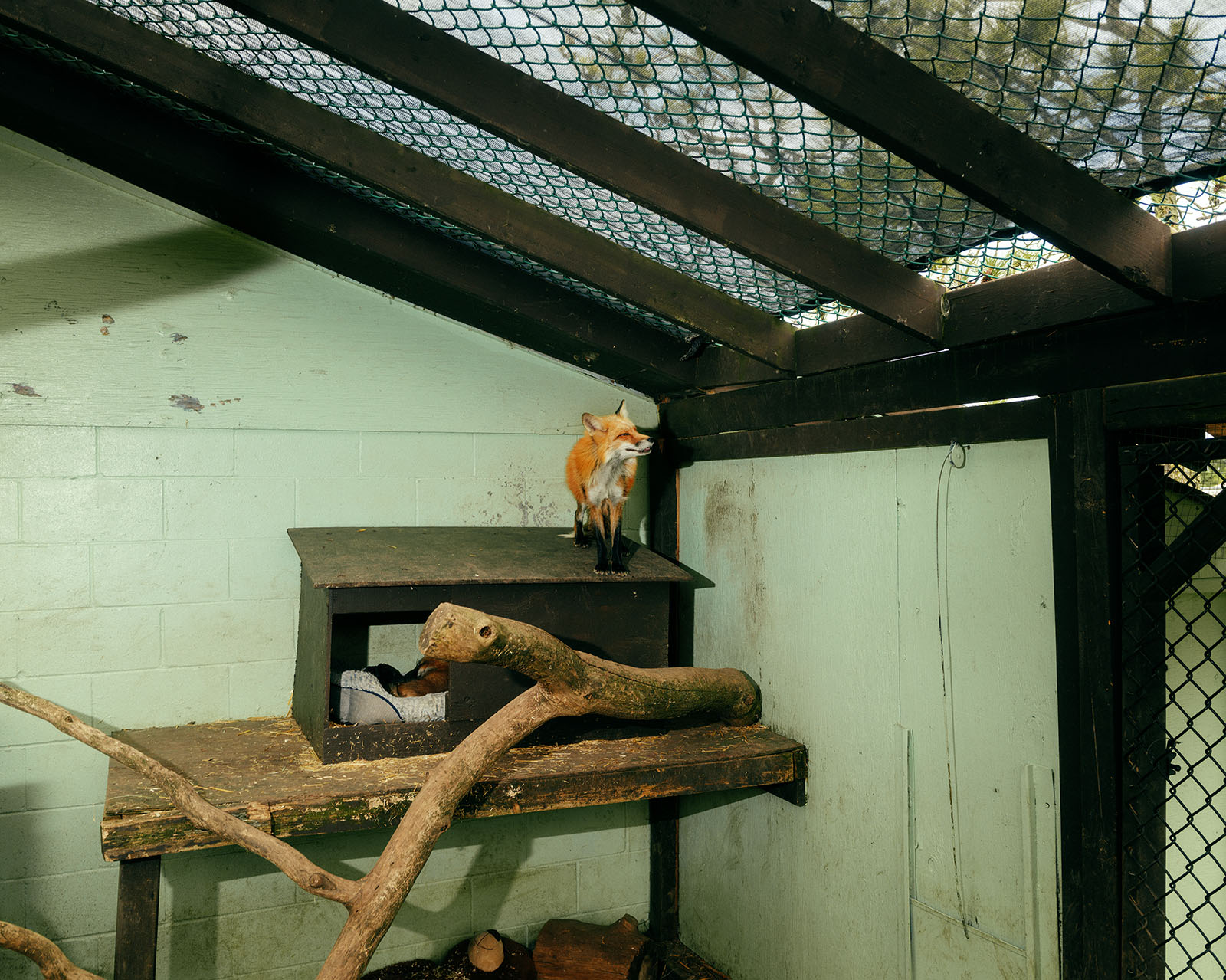Almost anyone in Ontario can open a zoo, as long as they can get their hands on some animals. It’s up to individual municipalities to regulate which kinds of animals can be kept there.
