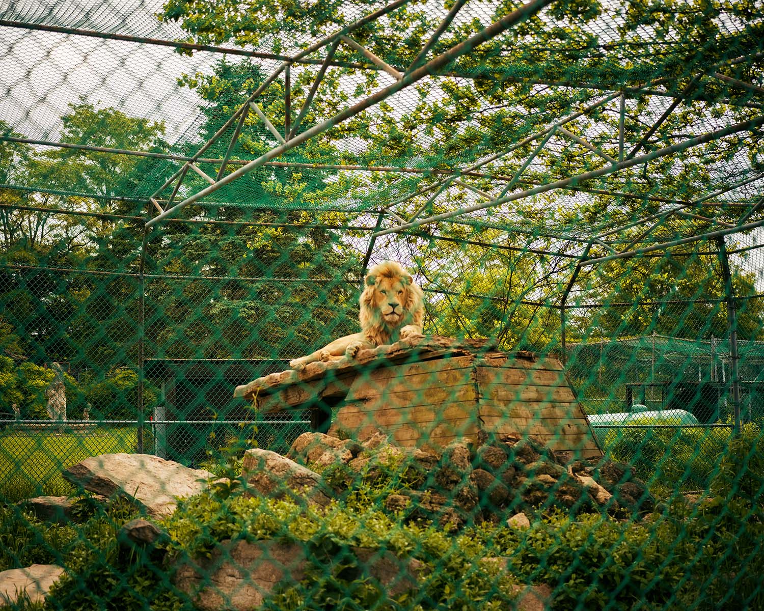 At 1:30 p.m. every day, a guided feeding tour at Jungle Cat World starts with the zoo’s Transvaal lions.