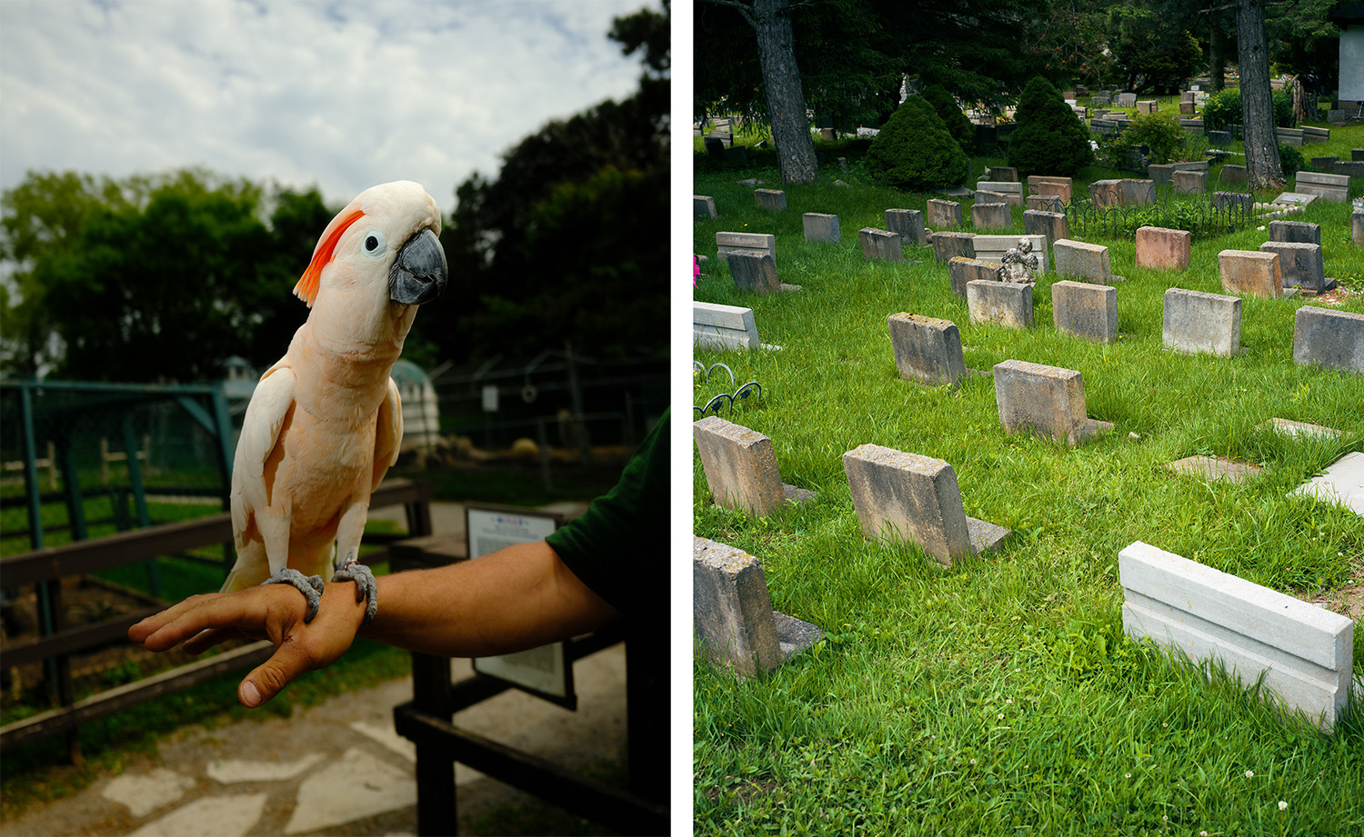On the left, a Moluccan cockatoo; on the right, Jungle Cat World’s adjacent pet cemetery.