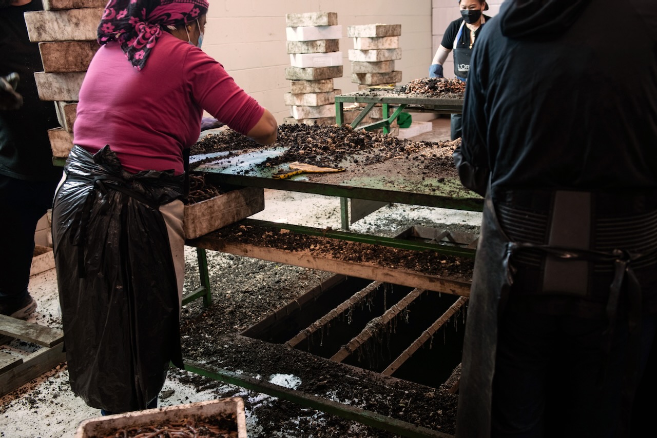 Workers at the Alafogiannis warehouse process worms.