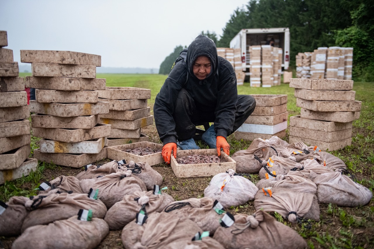 A worker organizes the flats of worms harvested during the night.