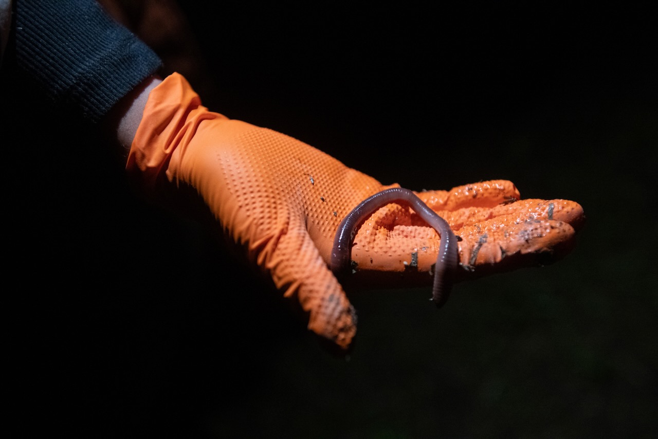 A Canadian nightcrawler, freshly plucked from the soil in West Perth, Ontario.