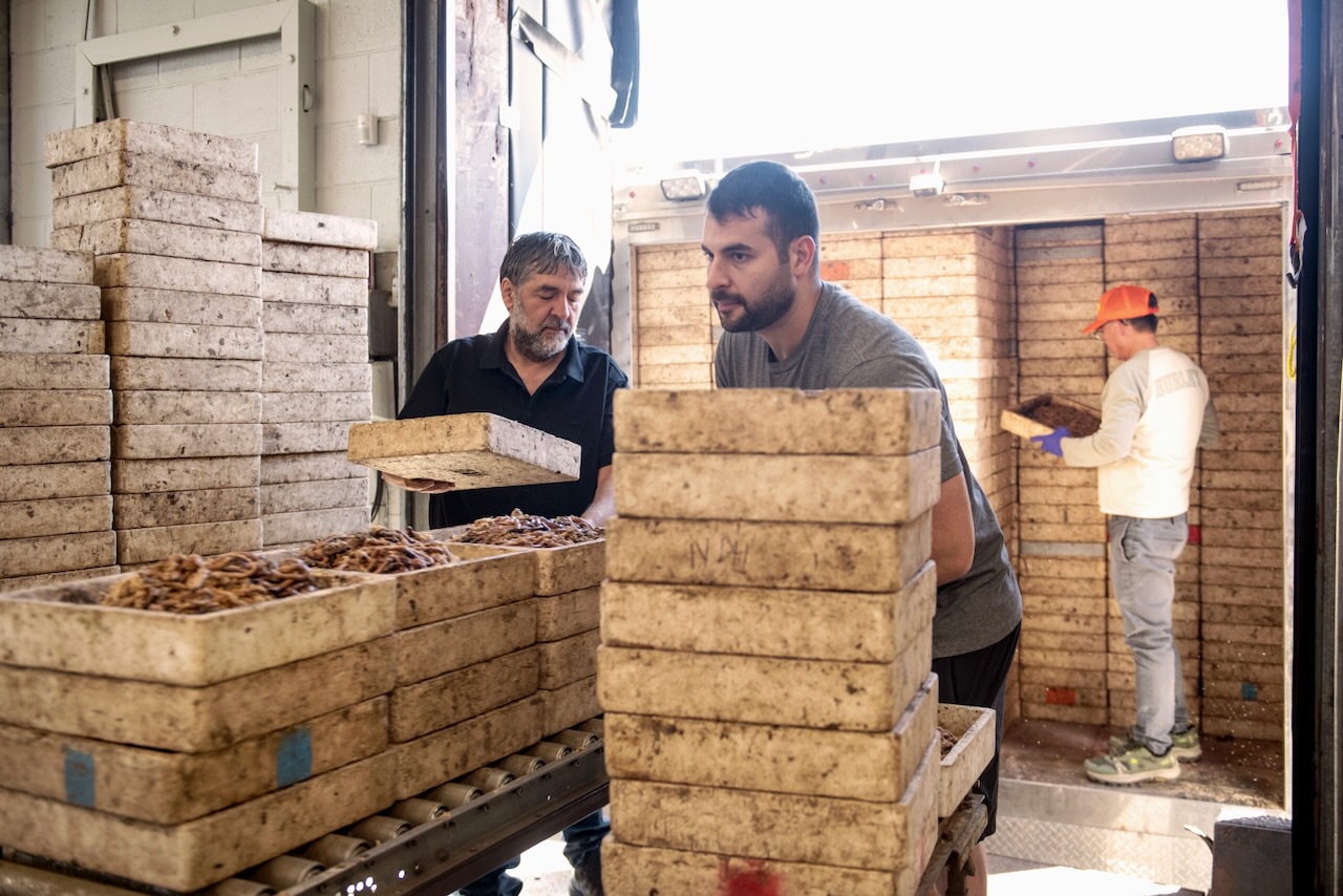 Nick Alafogiannis and his son Chris at their warehouse where they sort and package worms to ship across the continent.