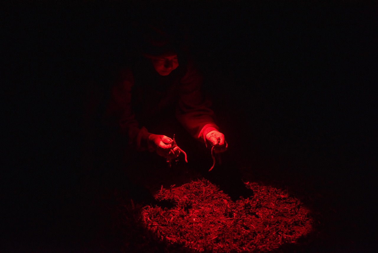 The worms, living as deep as six feet underground, come up to the surface to feed.